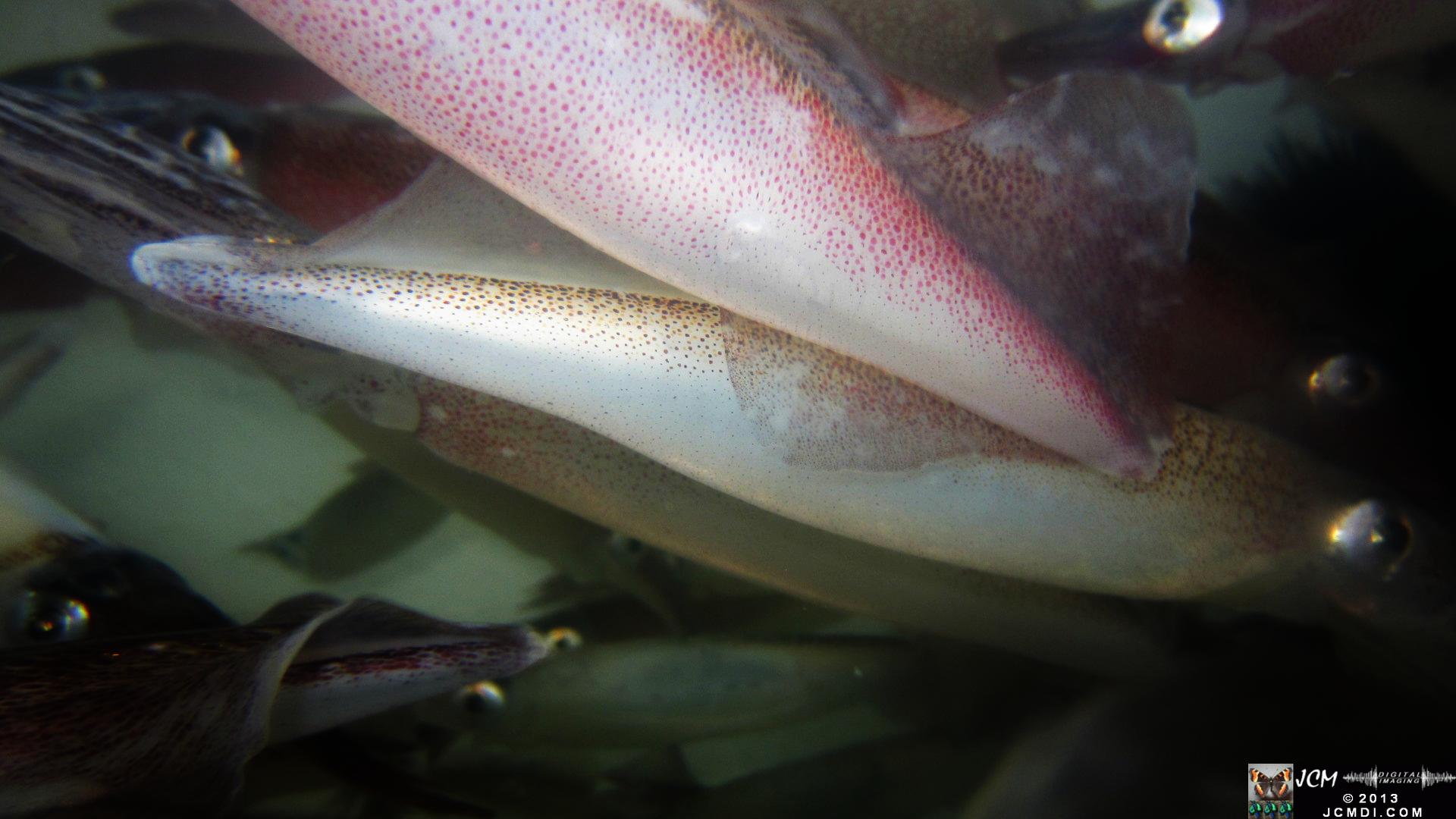 Strange little monsters � Opalescent Squid in bait tank